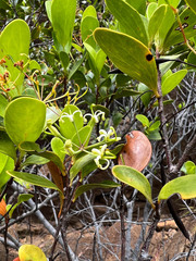 Stenocarpus umbelliferus