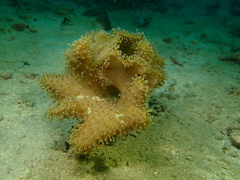 Sarcophyton glaucum