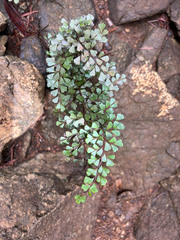 Odontosoria alutacea