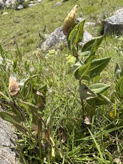 Xysmalobium