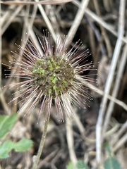 Acaena ovalifolia