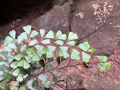 Odontosoria alutacea