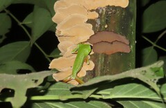 Agalychnis terranova