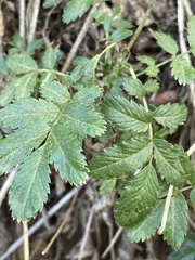Acaena ovalifolia