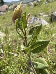 Xysmalobium