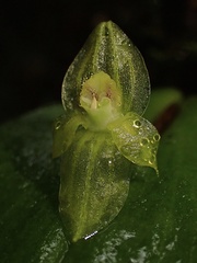 Pleurothallis conicostigma