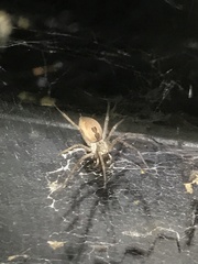 Dendrolycosa