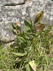 Xysmalobium
