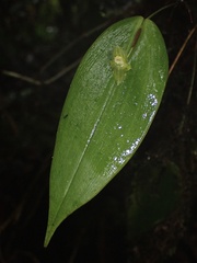 Pleurothallis conicostigma