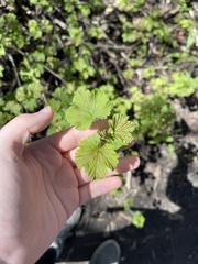 Ribes rubrum