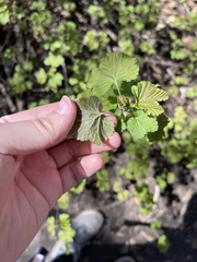 Ribes rubrum