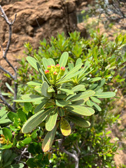 Xanthostemon aurantiacus