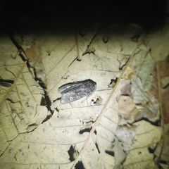 Psaphida palaearctica