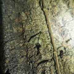 Esakiopteryx volitans