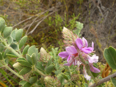 Indigofera superba