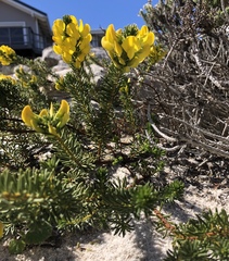 Cyclopia genistoides