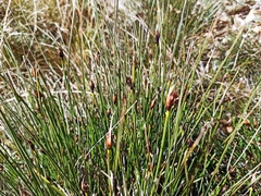 Schoenus nigricans