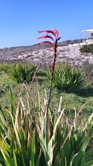 Chasmanthe floribunda