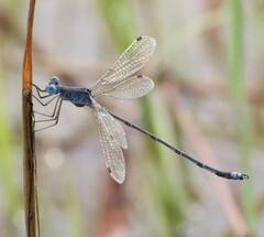 Lestes dissimulans