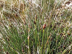 Schoenus nigricans