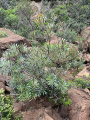 Planchonella baillonii