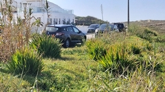 Chasmanthe floribunda