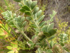 Indigofera superba