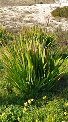 Chasmanthe floribunda