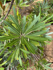 Planchonella baillonii