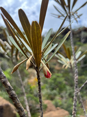 Planchonella baillonii