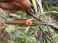 Planchonella baillonii
