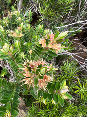 Metrosideros operculata