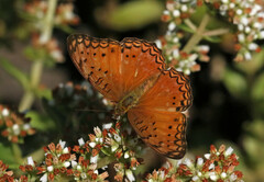 Phalanta eurytis eurytis