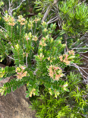 Metrosideros operculata