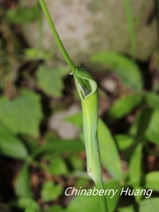 Pinellia ternata