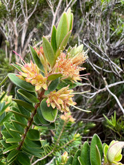 Metrosideros operculata