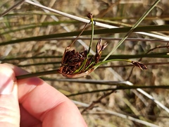 Schoenus nigricans