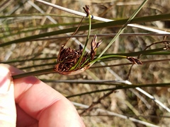 Schoenus nigricans
