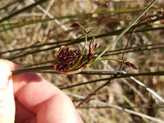 Schoenus nigricans