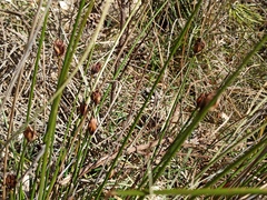 Schoenus nigricans