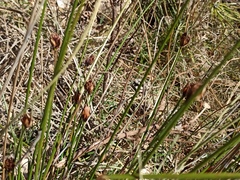 Schoenus nigricans