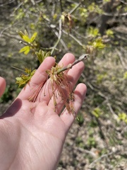 Acer negundo