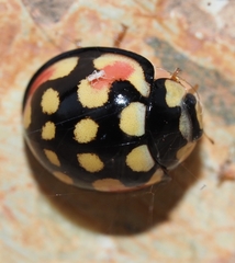 Cheilomenes sulphurea