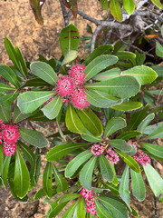 Cunonia purpurea