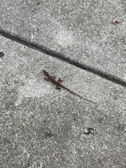 Anolis carolinensis