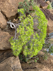 Melaleuca brongniartii
