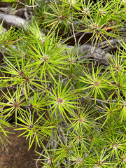 Melaleuca brongniartii