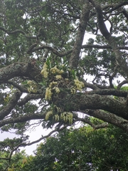 Cyrtorchis arcuata