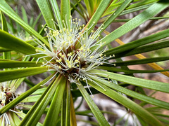 Melaleuca brongniartii