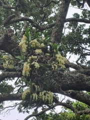 Cyrtorchis arcuata